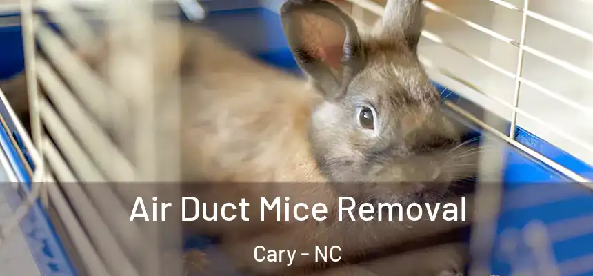 Air Duct Mice Removal Cary - NC